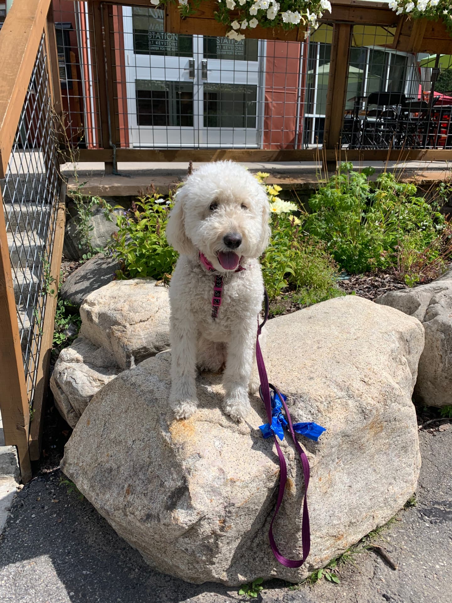 Breck, the Golden Doodle and company mascot of HighPoint Gravity